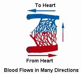 Blood flow